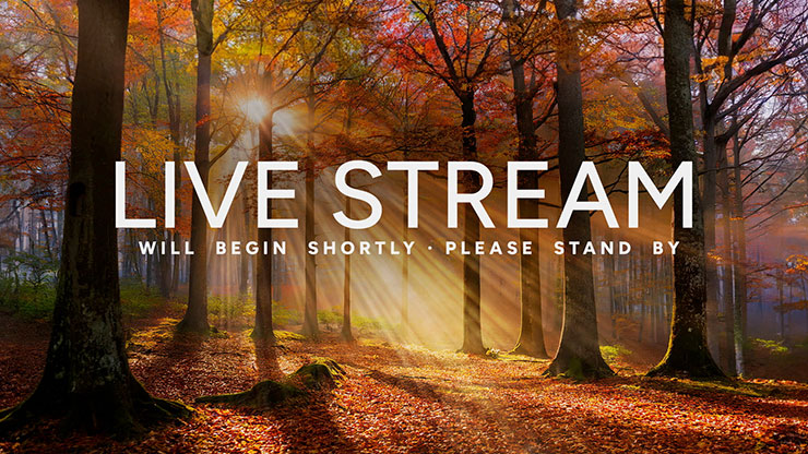 Autumn Light Collection: Autumn Light Live Stream