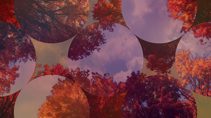 Fall Trees Collection: Fall Trees 10 Remix Still