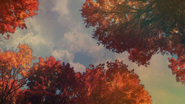 Fall Trees Collection: Fall Trees 10 Still