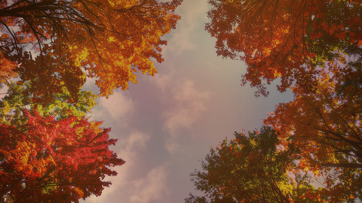 Fall Trees Collection: Fall Trees 1 Still
