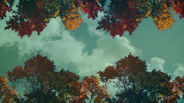Fall Trees Collection: Fall Trees 2 Motion