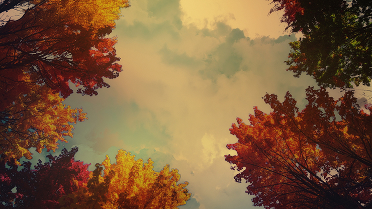 Fall Trees Collection: Fall Trees 4 Still