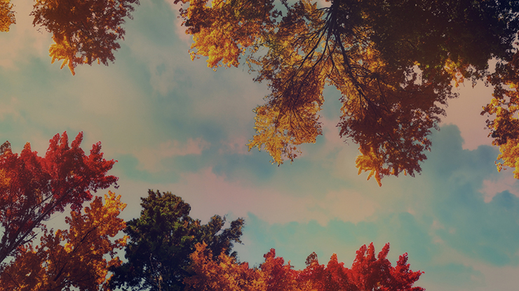 Fall Trees Collection: Fall Trees 5 Still