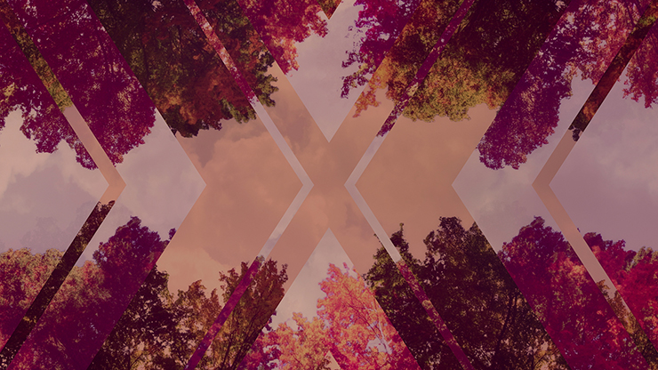 Fall Trees Collection: Fall Trees 7 Remix Still