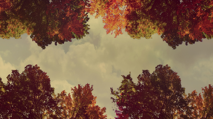 Fall Trees Collection: Fall Trees 7 Motion