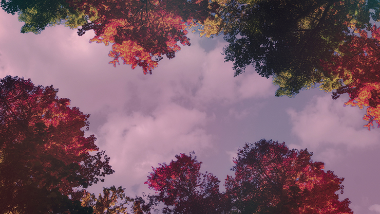 Fall Trees Collection: Fall Trees 9 Motion