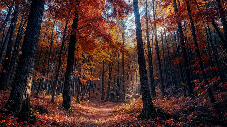 Forest Fall Collection: Forest Fall 11 Still