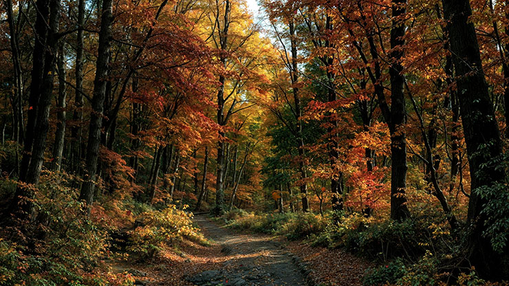 Forest Fall Collection: Forest Fall 12 Motion