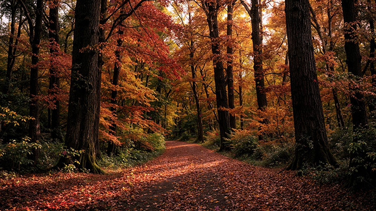 Forest Fall Collection: Forest Fall 13 Still