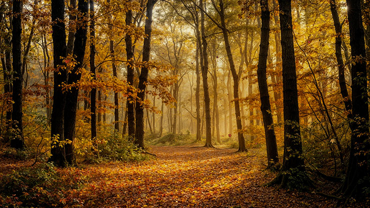 Forest Fall Collection: Forest Fall 14 Still