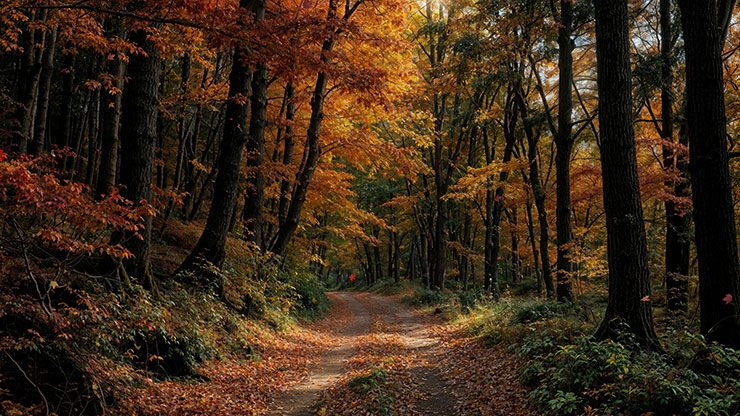 Forest Fall Collection: Forest Fall 15 Motion