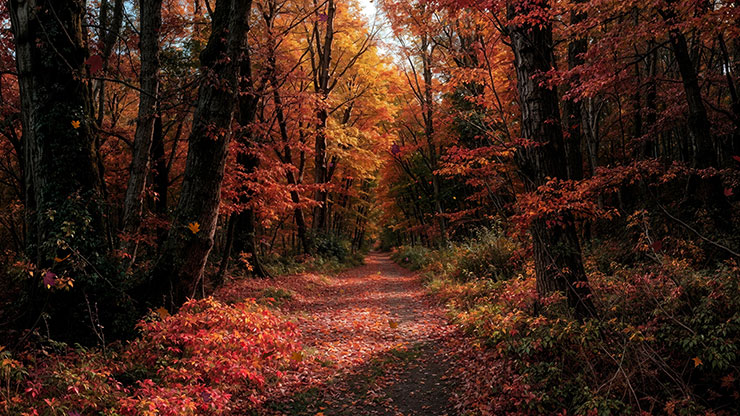 Forest Fall Collection: Forest Fall 1 Still