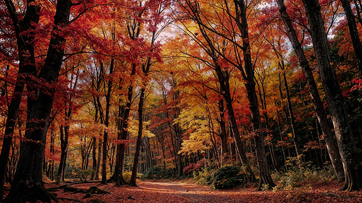 Forest Fall Collection: Forest Fall 2 Motion