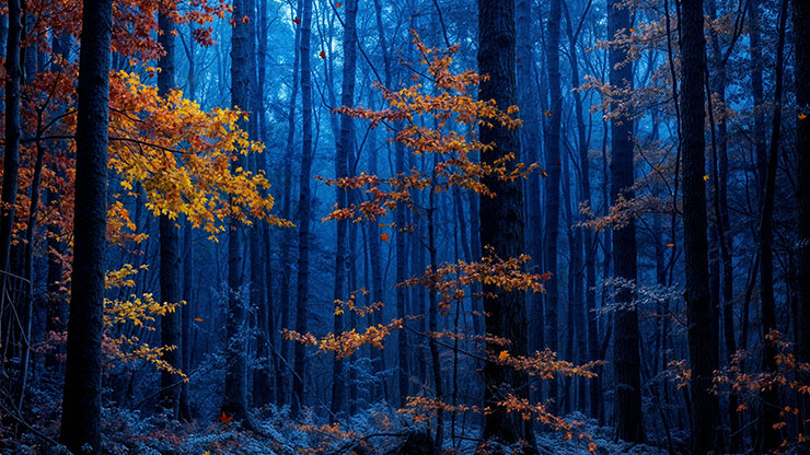 Forest Fall Collection: Forest Fall 3 Motion