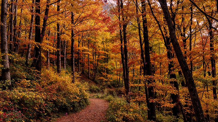 Forest Fall Collection: Forest Fall 4 Still