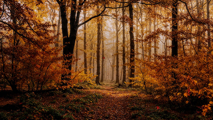 Forest Fall Collection: Forest Fall 5 Motion