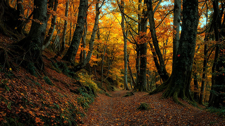 Forest Fall Collection: Forest Fall 7 Still