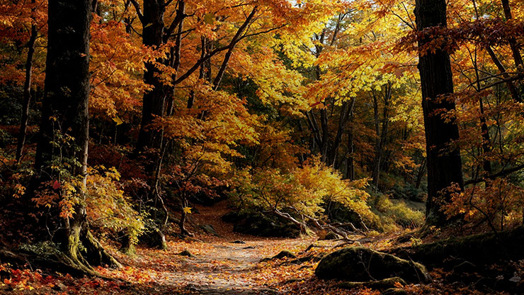 Forest Fall Collection: Forest Fall 8 Still