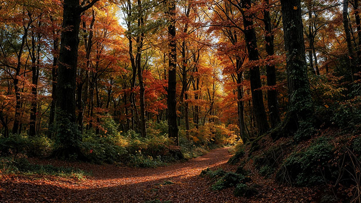 Forest Fall Collection: Forest Fall 9 Still