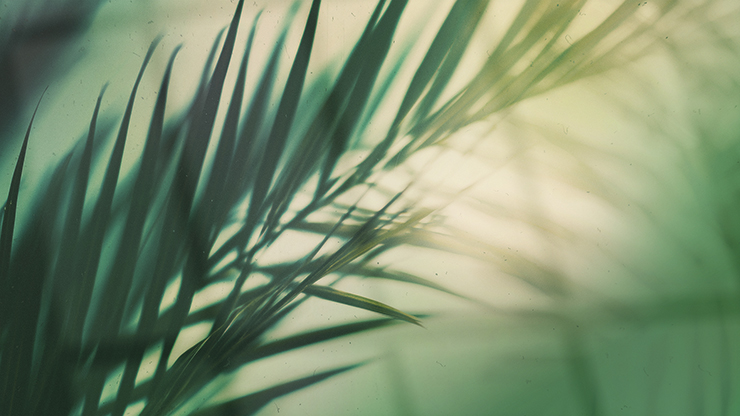 Palm Sunday - Green Palm Branches Blank: Title Graphics