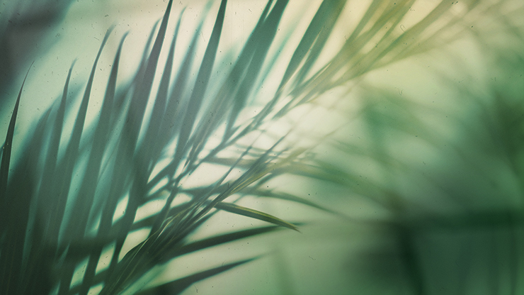 Palm Sunday - Green Palm Branches First Time Guest: Title Graphics